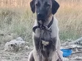 6 aylık agır siklet gelecegin devleri