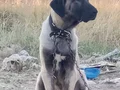 6 aylık agır siklet gelecegin devleri