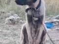 6 aylık agır siklet gelecegin devleri