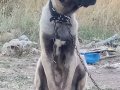 6 aylık agır siklet gelecegin devleri