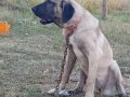 6 aylık agır siklet gelecegin devleri