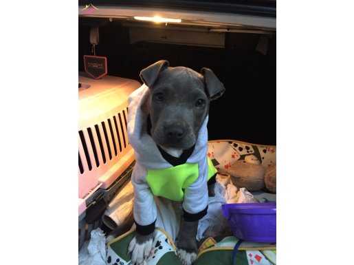 Blue Nose