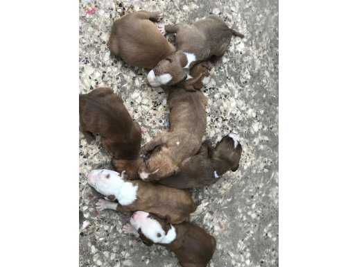 Yeni doğan Safkan american pitbull yavruları