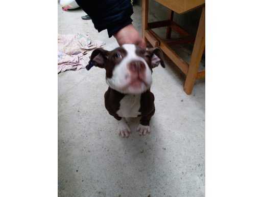 4 aylık pitbull yavrusu sevimli akılllı bir uavru