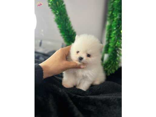 Mini boy teacup bebeklerim