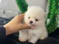 Mini boy teacup bebeklerim