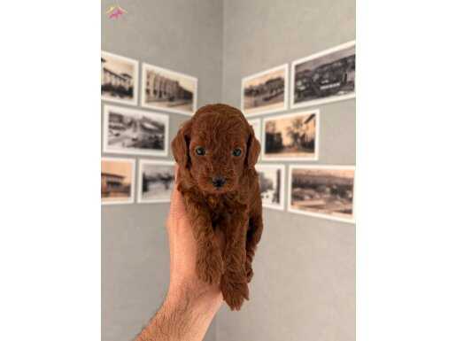 REB BROWN EV ORTAMI SAFKAN YAVRUMUZ AİLE BEKLİYOR