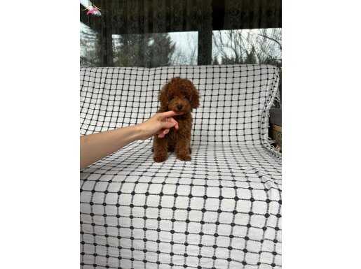 Safkan yavrumuz sizi bekliyor.