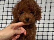 Safkan yavrumuz sizi bekliyor.