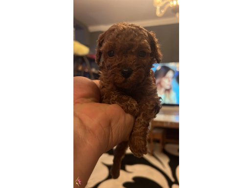 Hobiciden Poodle  orj 