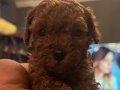 Hobiciden Poodle  orj 