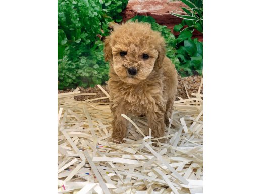3 aylık Orjinal Dişi Toy Poodle