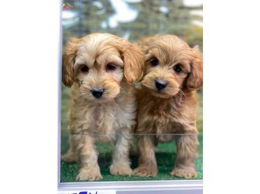 Maltipoo Kilo boy garantili yavrular