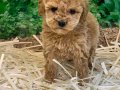 3 aylık Orjinal Dişi Toy Poodle