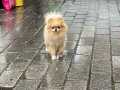 Ayı surat 2 kg 2 yaşında Pomeranian bok
