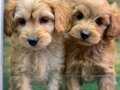 Maltipoo Kilo boy garantili yavrular