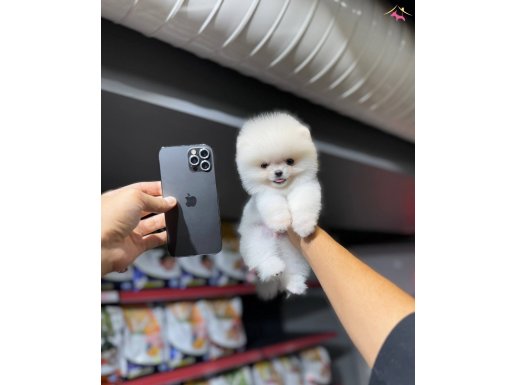 Teddy Bear bebekler 