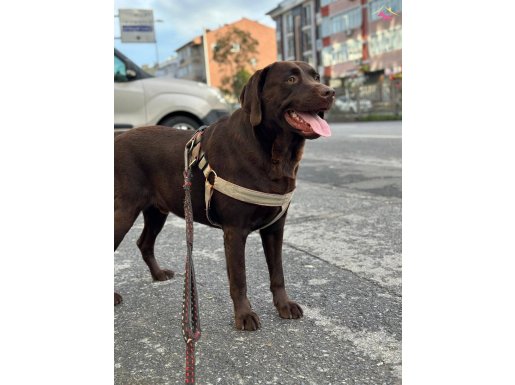 CHOCOLATE LABRADOR YUVA ARIYORUZ