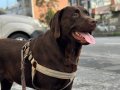 CHOCOLATE LABRADOR YUVA ARIYORUZ
