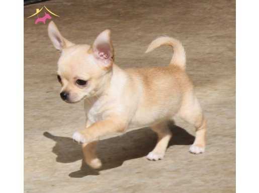 Chihuahua Yavrumuz Evinizin Neşesi Olacaktır