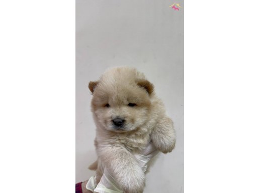 Çin Aslanı - Chow Chow Yavrular Gelip Canlı Görebilirsiniz