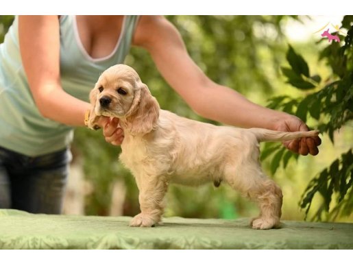 Gelip Canlı Görebileceğiniz Amerikan Cocker Yavrular
