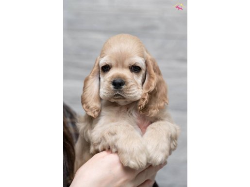 İngiliz Cocker Gelip Görerek Alabileceğiniz Yavrular