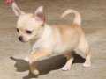 Chihuahua Yavrumuz Evinizin Neşesi Olacaktır