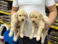 Golden Retriever Bebeklerimiz Evinizin Neşesi Olacaktır