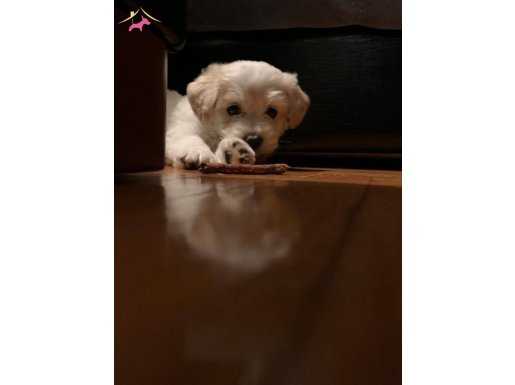 2 aylik erkek maltese terrier 