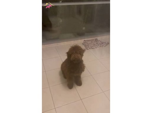 5.5 aylik lagotto romagnolo +maltese terrier