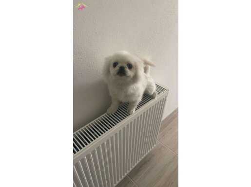 1 YAŞINDA ERKEK PEKİNEZ KÖPEK