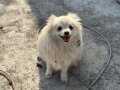 Dişi Pomeranian 2 Yaşında