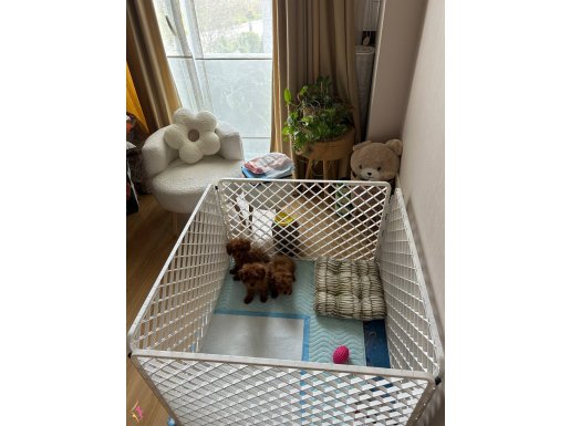 Kıvır Kıvır kürklü poodle bebişler