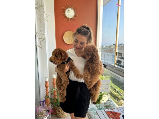 Ev doğumu toypoodle yavrularım