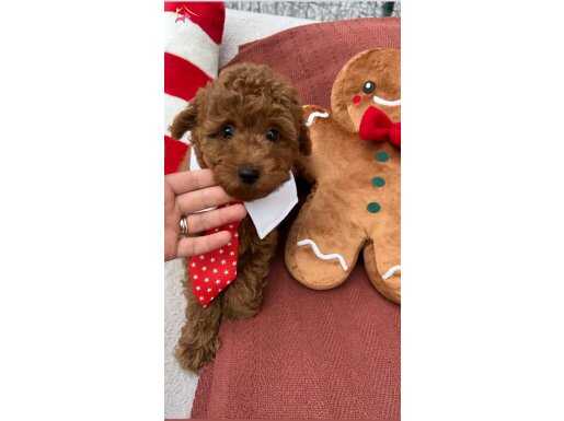 Poodle yavrular evden