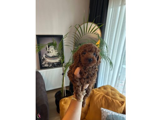 Ev doğumu Poodle bebişlerimiz