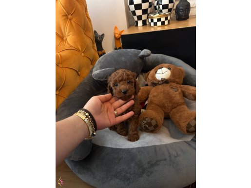 EvDoğumu poodle bebişlerim