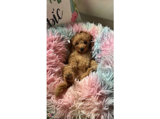 Ev Doğumu Toy Poodle Minyatür Poodle