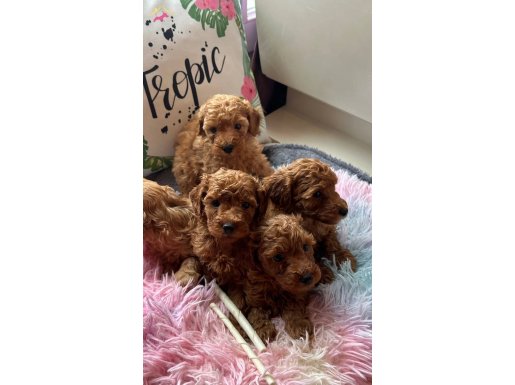 Evin Maskotu olacak poodle bebekler