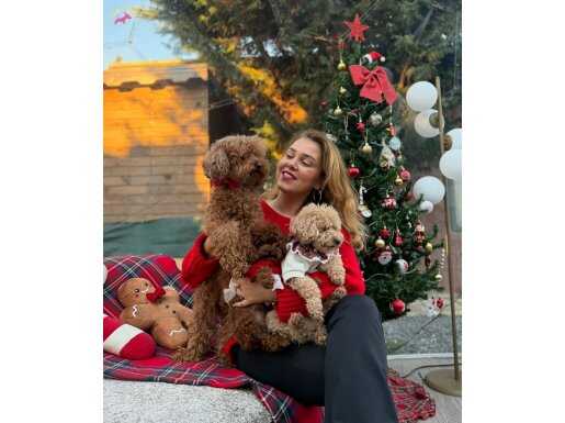 Toy Poodle yavrularım