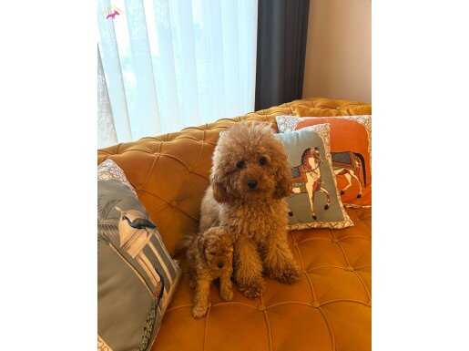Toy Poodle yavrularım