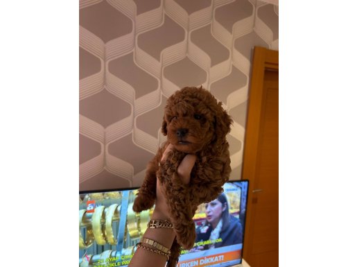 Ev Ortamında Büyüyen Bronz Bukleli Toy Poodle