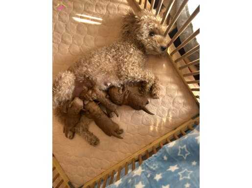 Balın toypoodle bebekleri rezerveye açıldı 