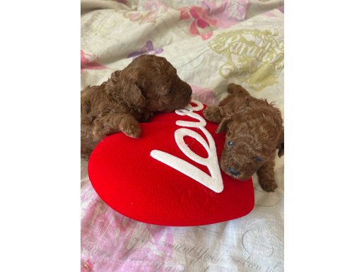 Ev doğumu kore poodle bebeklerim