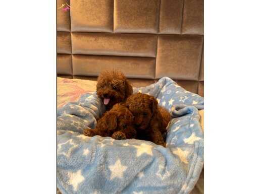 Avuç İçine Sığan Kızıl Mucizeler: Kore Toy Poodle Yavruları