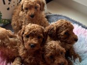 Evin Maskotu olacak poodle bebekler