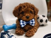 Ev Ortamında Büyüyen Oyuncak Tanımlı Toy Poodle Yavruları