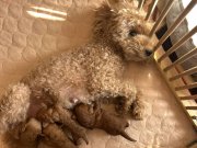 Balın toypoodle bebekleri rezerveye açıldı 