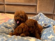 Avuç İçine Sığan Kızıl Mucizeler: Kore Toy Poodle Yavruları